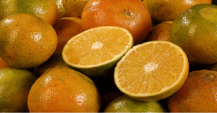 Para sacarle el mejor “jugo” a la cosecha, el ICA y los productores hacen equipo para prevenir el HLB de los cítricos