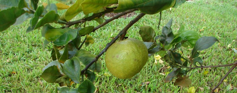Más de 200 productores y asistentes técnicos hablaron sobre una citricultura sana en Seminario Internacional de manejo de HLB - 23 de noviembre de 2017