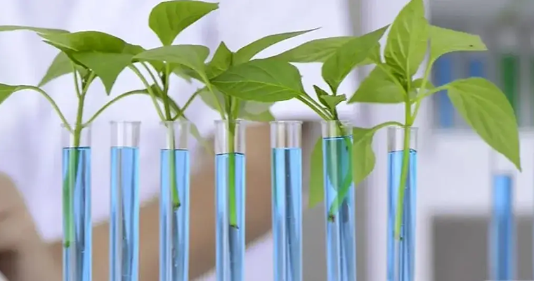 No confunda clonación con modificación genética