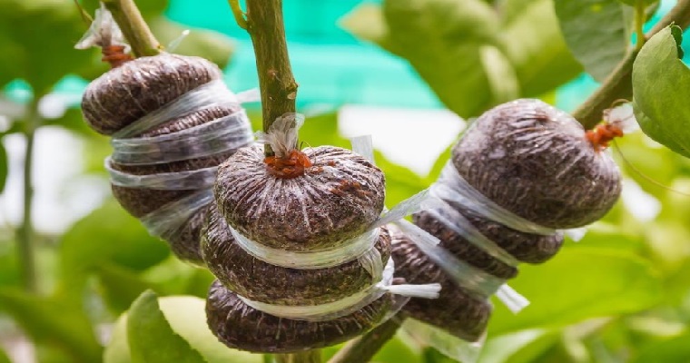 Clonar plantas no es modificar genéticamente