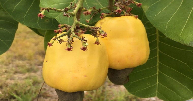 Clones de marañón recomendados y registrados para la altillanura plana de la Orinoquía