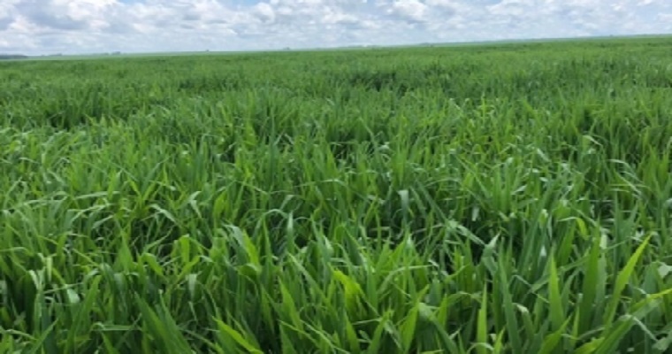 Cómo calcular la cobertura vegetal para cada momento del año