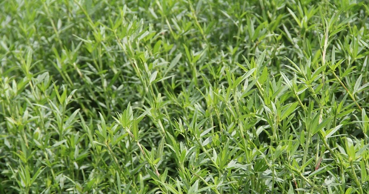 No tanto fierro, cuide su suelo