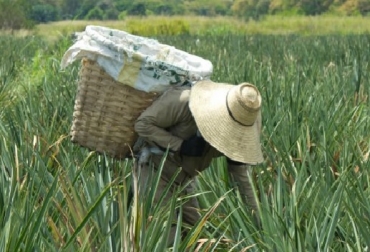Adquiera semilla seleccionada y garantizada de piña oro miel