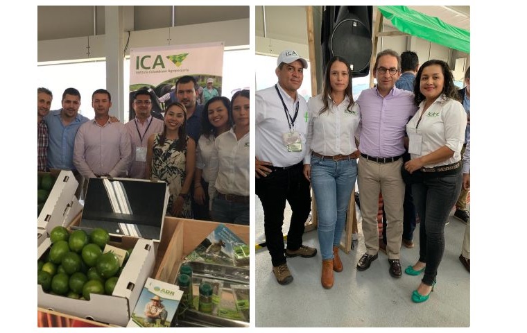 Productores antioqueños cosechan y venden a la fija