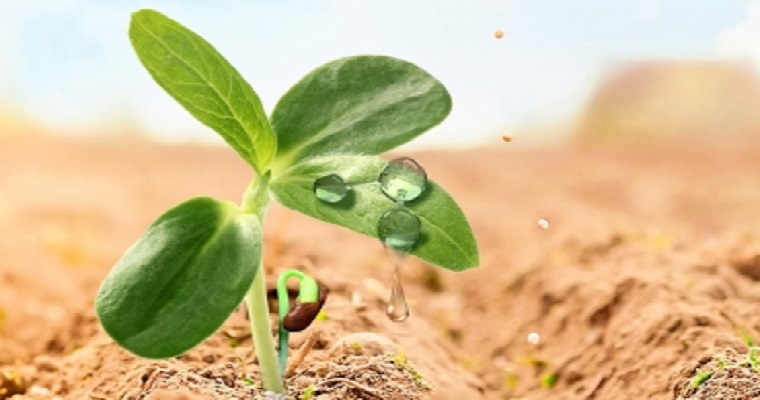 Investigan cómo ahorran agua las plantas