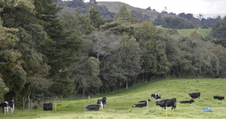 Conozca cómo influye la altitud y latitud en la calidad del pasto