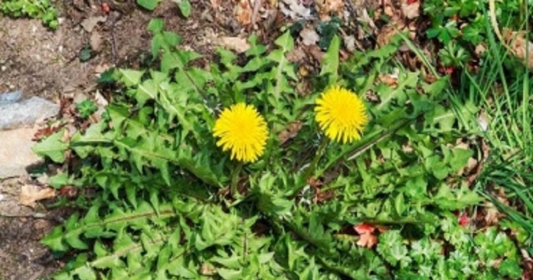 Estudiantes de La Salle clasifican a competencia de semilleros de investigación