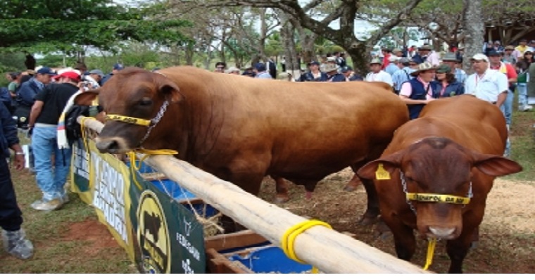 “Al terminar este año, los ganaderos tendremos la comunidad virtual más grande del país”: Lafaurie