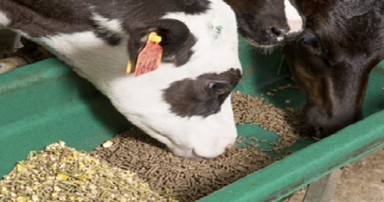 ¿Cuánto y qué tipo de concentrado necesitan los terneros en su crianza?