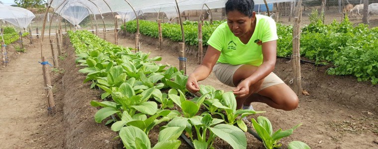 Corpoica firma convenio de cooperación internacional para trabajar en agricultura protegida con hortalizas de clima cálido