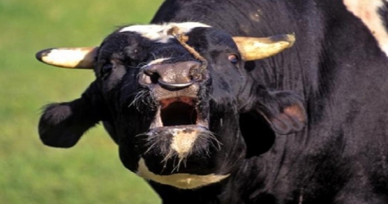 Brasil confirmó dos casos de 'vaca loca'