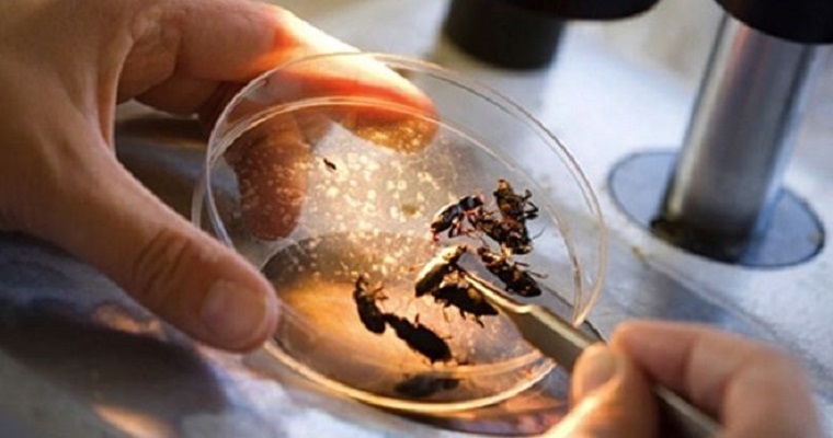 El 48 congreso de la Sociedad Colombiana de Entomología se está originando desde el Tolima