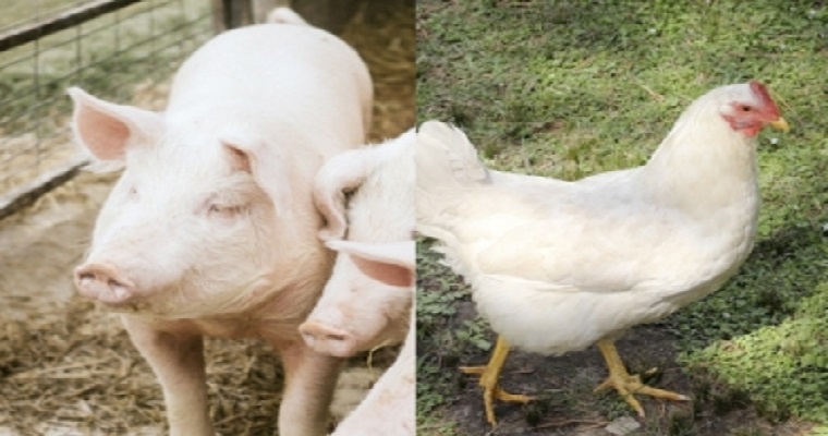 ¿Cómo le fue al sacrificio de otras especies en el 3er trimestre de 2020?