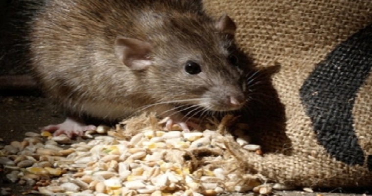 Cuide sus insumos y aprenda cómo controlar a los roedores