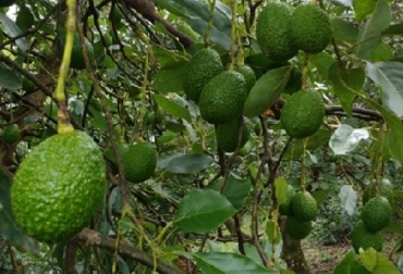 $ 6.800 millones para investigación en aguacate Hass en el Cauca