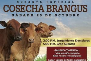 Todo está listo para Cosecha Brangus en Puerto Berrío