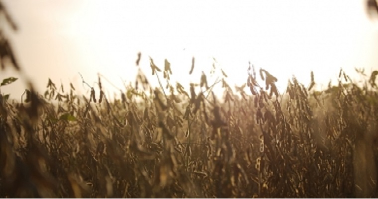 Cómo realizar la cosecha de granos en el contexto de emergencia sanitaria