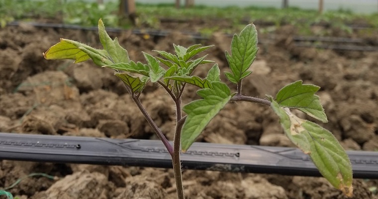 Crean y validan un novedoso sistema para la toma de decisiones en el manejo de Tuta absoluta en tiempo real