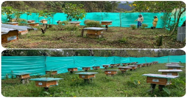 El ICA trabaja para proteger la apicultura en el Putumayo