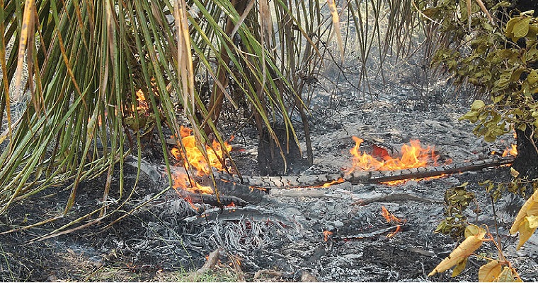 Manejo integral del fuego reduciría incendios forestales