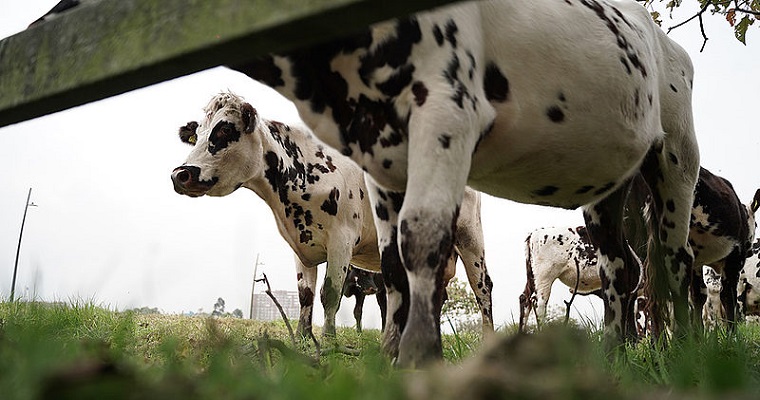 Buenas prácticas ganaderas ayudarían a identificar neosporosis bovina