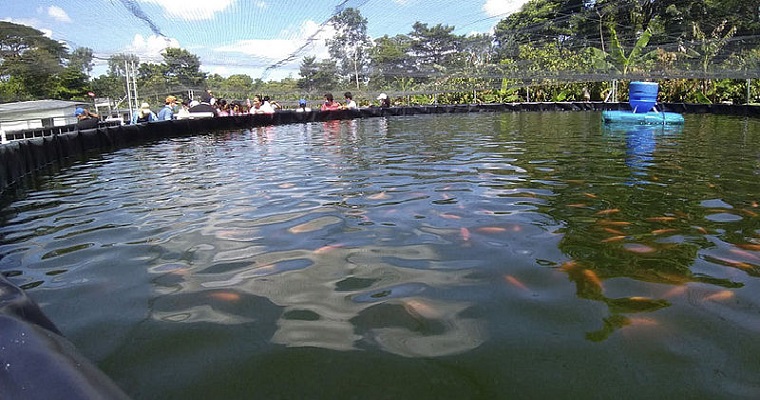 Piscicultura con tecnología biofloc se fortalece en Arauca