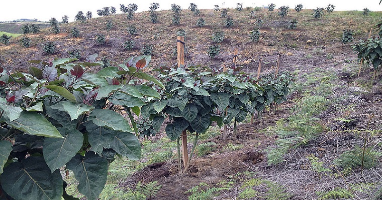 Plan de Ordenamiento Agropecuario evitaría escasez en Antioquia