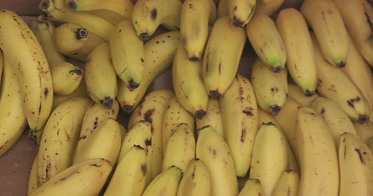 Aplicación directa de hormona aceleraría etapa reproductiva del banano