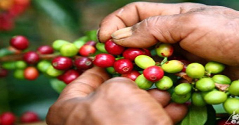 Eficiencia técnica, determinante para la productividad cafetera