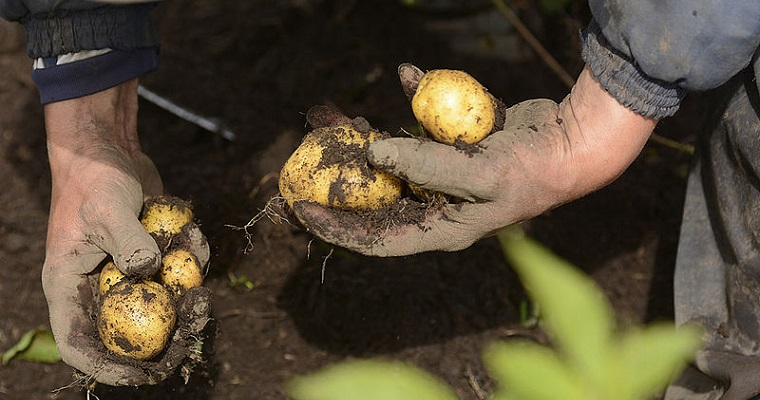 Cultivos de papa son más productivos en altitudes medias