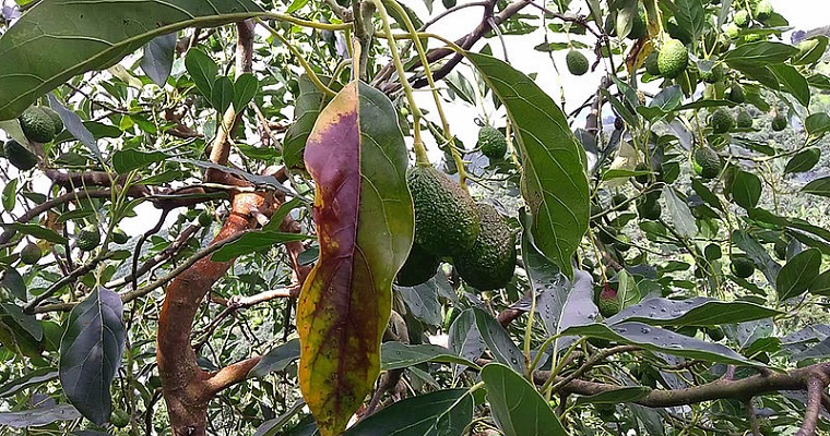 Se buscan causantes de la antracnosis en aguacate Hass