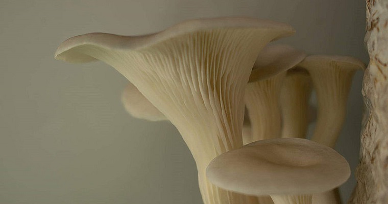 Emprendimiento agroecológico cultiva hongos y hortalizas