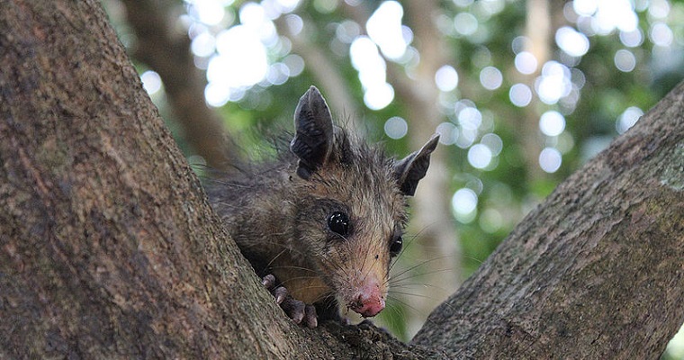 Incendios forestales reducen presencia de zarigüeyas en el Orinoco