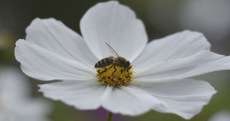 Abejas sin aguijón estarían en riesgo por mala manipulación