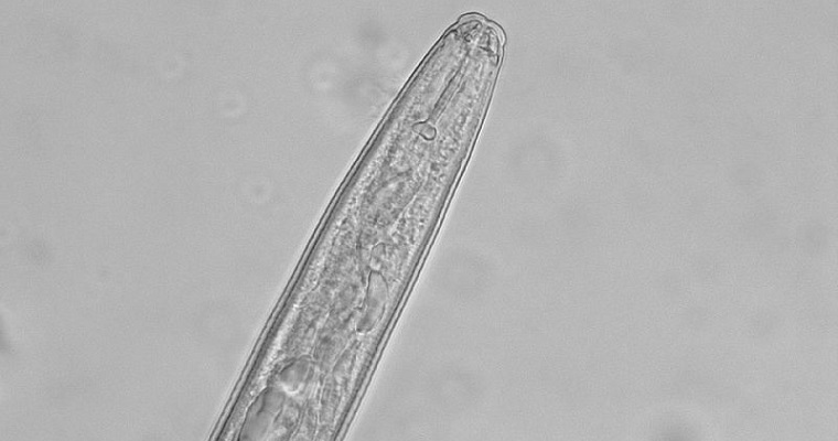 Nueve especies de nematodos atacan cultivos de plátano y banano