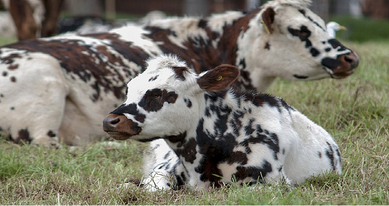 Carne bovina del trópico alto, rica en omega 3 y 6