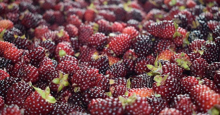 Cultivos de mora en el Valle, en riesgo por brechas tecnológicas