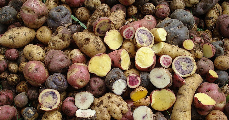 Identifican tipos de papa criolla que tolerarían la sequía