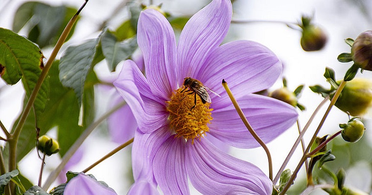 Abejas escogerían el mejor néctar por el color de las flores