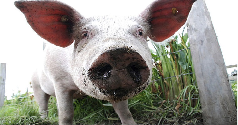 Tensiones por porcicultura se superarían con enfoque social