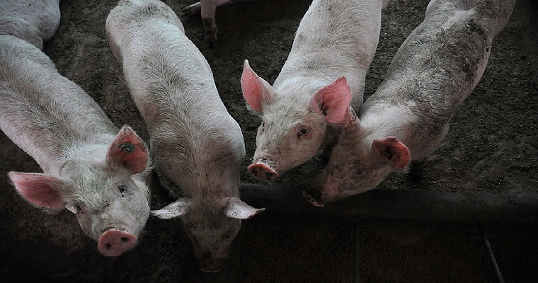 Venta asociativa mejora utilidades de porcicultores