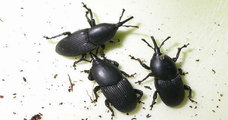 Trampas reducirían reproducción de picudos en platanales