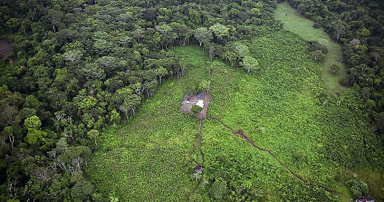 Del Amazonas a los Andes, insumos para el mapa de vegetación de Colombia