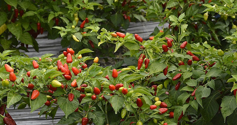 Identifican pulgones que “pican” al ají en el Valle