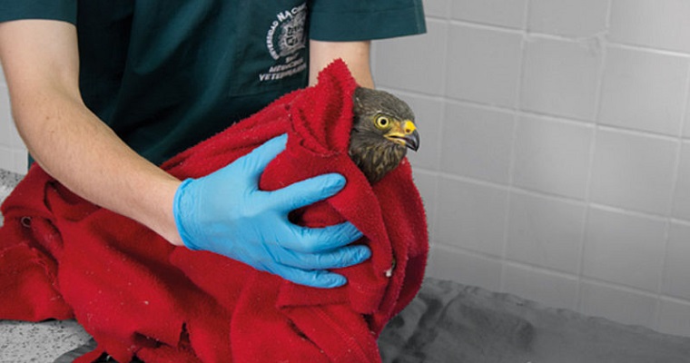 Guía para proteger animales silvestres