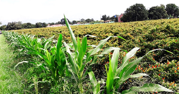 Maíz y arvense, aliados de las mariquitas