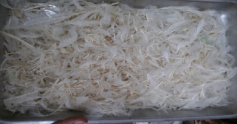 Plumas de pollo, alternativa para alimentar animales