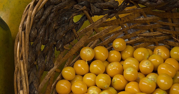 Uchuva Corpoica Dorada, con mejor sabor en cultivos comerciales