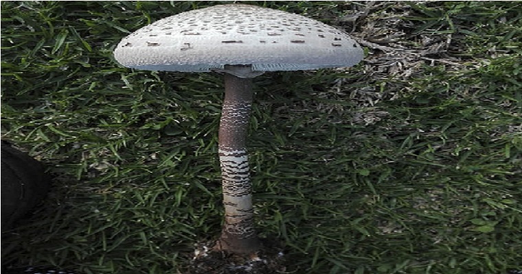 Macrolepiota, un hongo que aportaría a la seguridad alimentaria